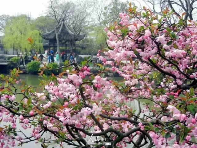 『寓意』古典园林植物的寓意