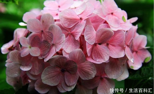  『空气』喜欢夏天在家养花，就养此3种，净化空气味道香，开花量大能爆盆