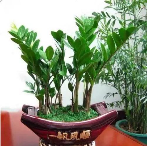  『寓意』6种寓意好的花，剪根枝就能活，年年爆盆不操心！