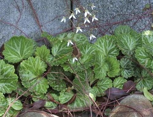『观赏价值』1种杂草叶片大,比车前草“值钱”,人称“金线吊芙蓉”,请爱惜