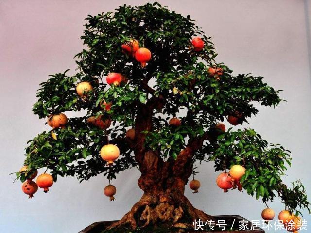 #养护过程#刘大爷把“胳膊粗”的石榴枝来“扦插”,养上2年,果实挂满枝!
