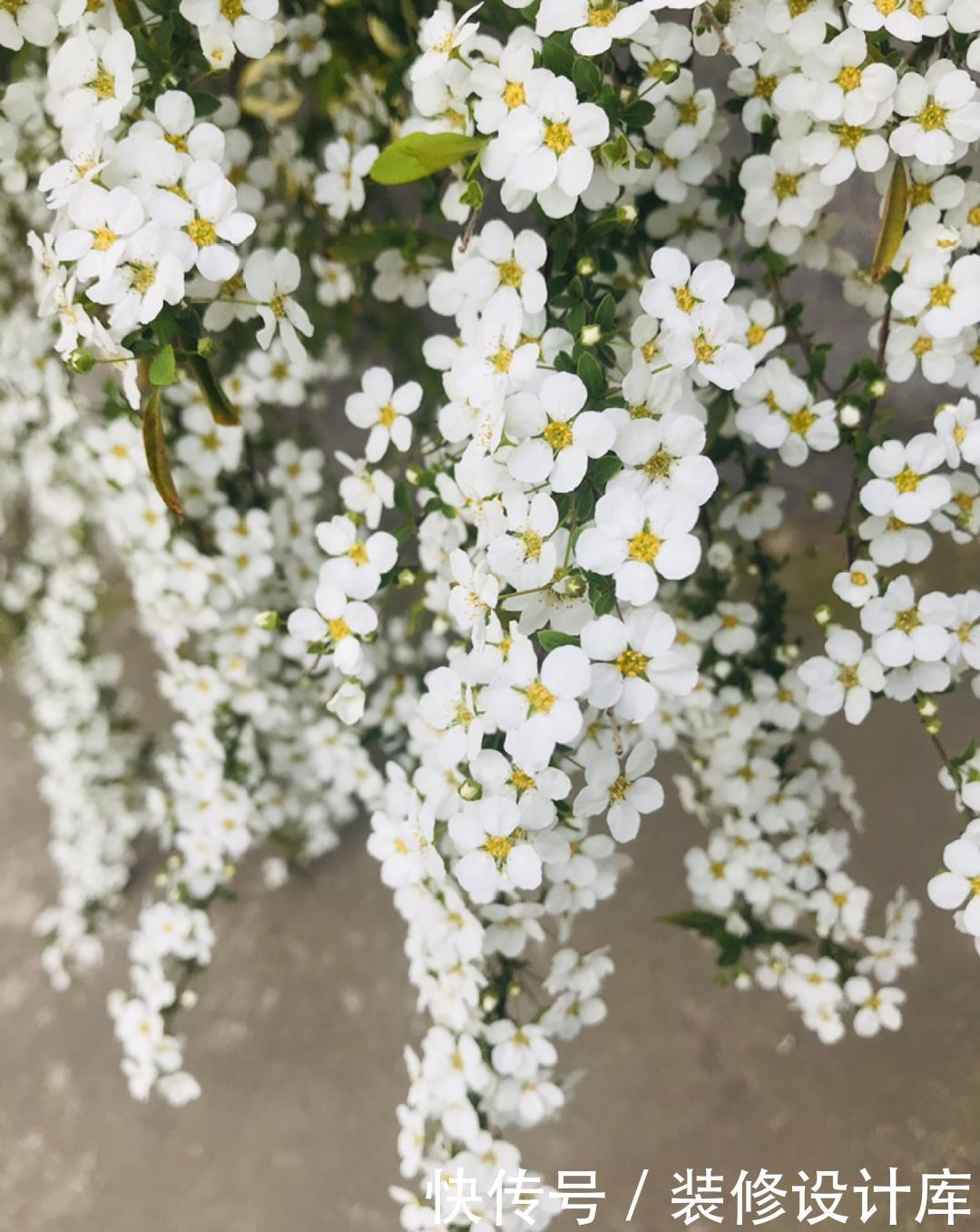  『压弯』喷雪花一开像下雪，花量多到压弯枝，大夏天也能赏雪！