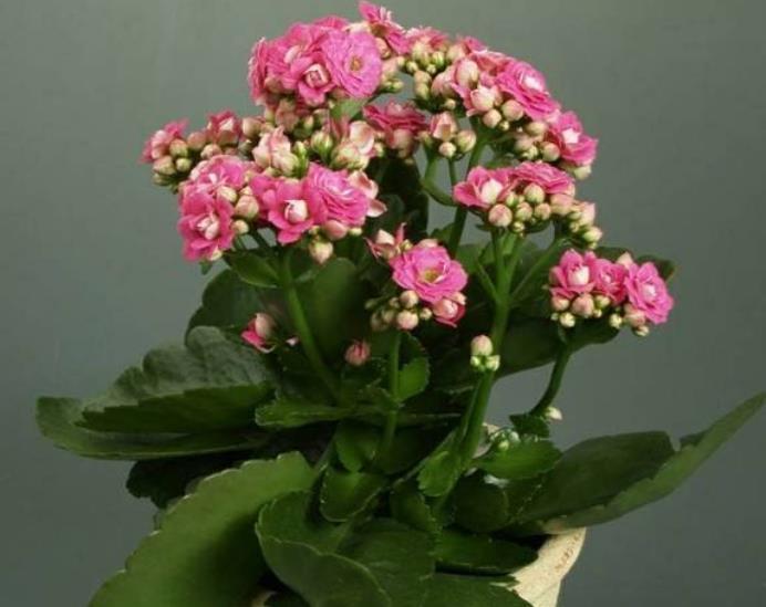 「聪明人」聪明人都养“4种花”,不仅可以净化空气,养人更“旺财”!