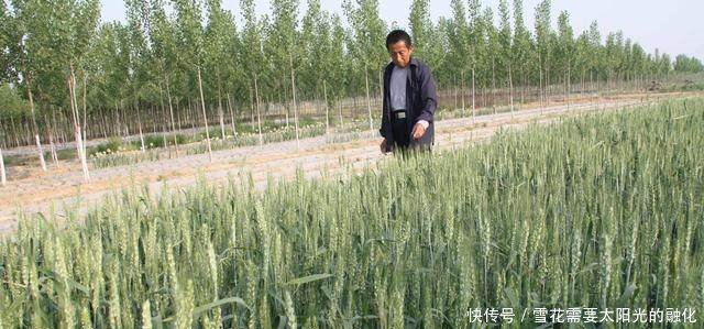 粮食最低收购价来了，算算一个农村家庭，一年来的种粮收入