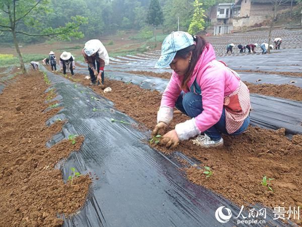  『产业结构调』纳雍县羊场乡：调结构打出“组合拳”促增收使出“连环招”