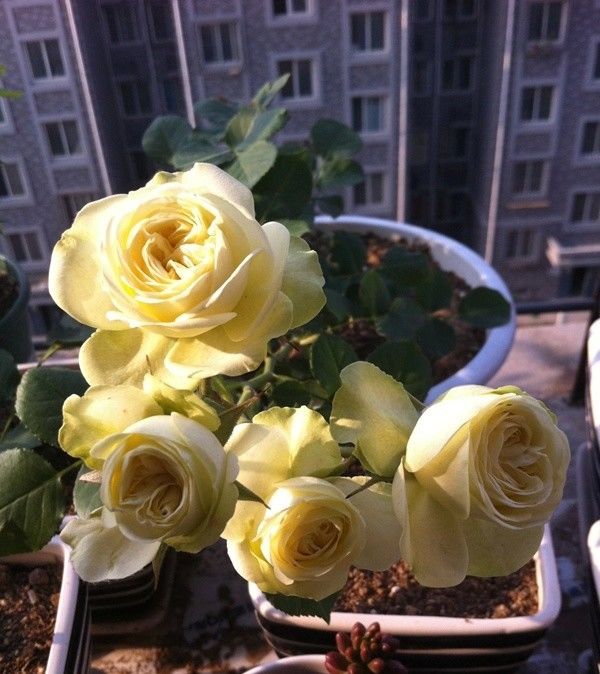 值得@最值得入手的盆栽花，植株低矮且养护容易，最重要的是花朵超漂亮