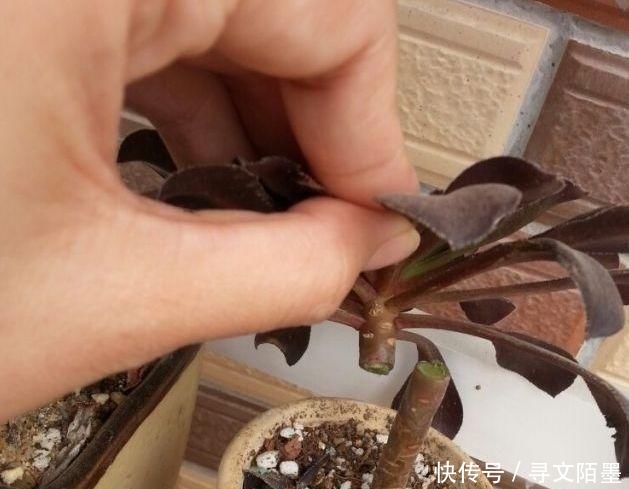 『品种』给多肉植物砍一刀,一株变多株,花盆都装不下了!