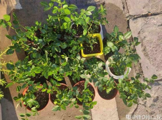  『缓苗』花市这种月季花，竟然是激素苗，难怪搬回家就死！