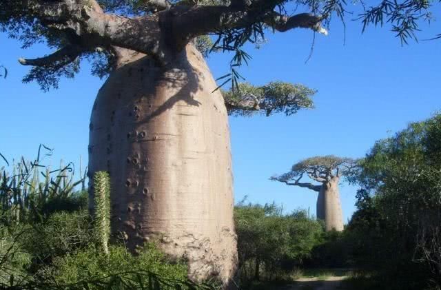 这些才是真正的天价树木,价值连城,一亿都买不走,却少有人知