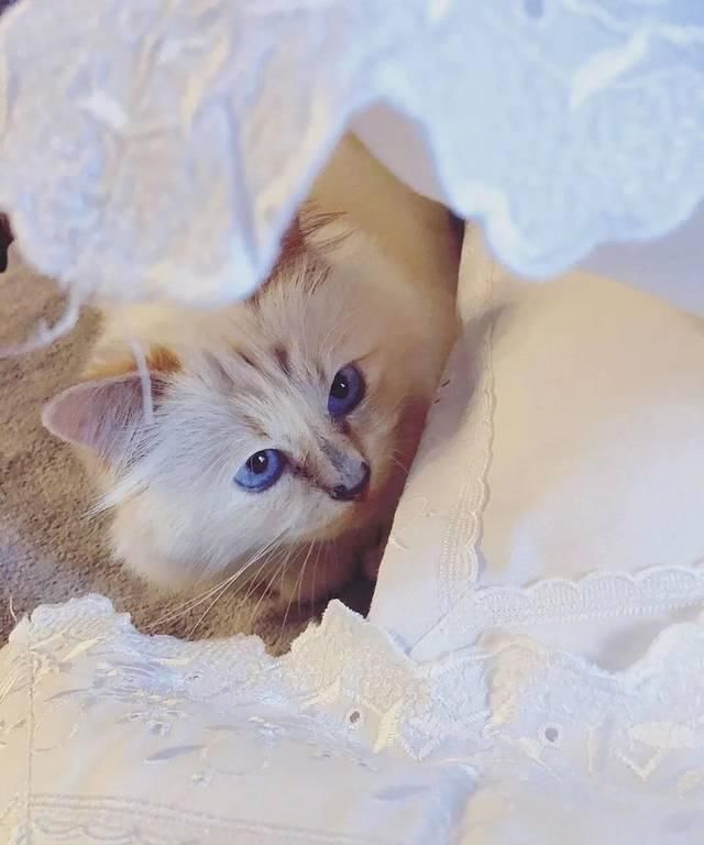  宠物■老佛爷过世一年后，那只承继了21亿财产的猫如何了？人比不上猫...