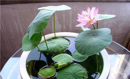  「牡丹」4种“美爆”的花，个个美的出奇，长势快花期长，让人心情好！