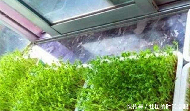  卫生：在厨房种上这些，不但可以当绿植看，还可以吃，干净卫生有营养