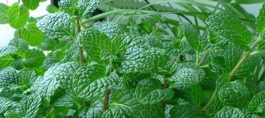  『功效』常见的这种植物具有医用和食用双重功能，清爽可口，你了解它吗？