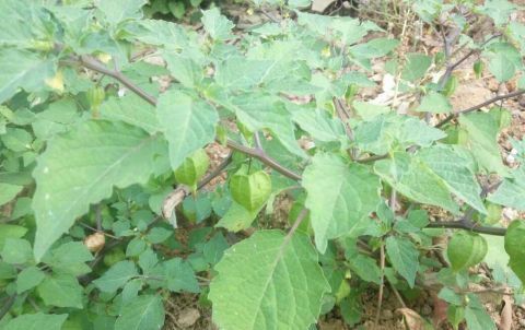  「根茎」农村小孩当玩具，城里却当“黄金果”卖15一斤，你认识