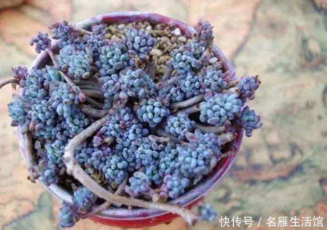 『植物』5种植物看了让人垂涎欲滴?不能食用,因为它们不是水果,是多肉