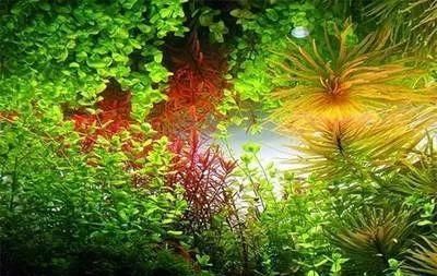  一大■比铜钱草好看的花，7天爆满一大缸，多到家里堆不下