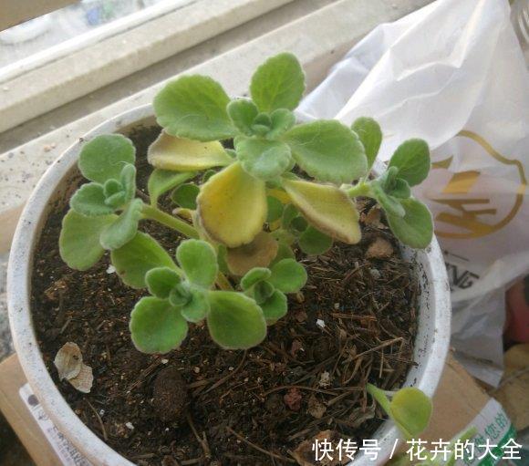  香味@小型绿植碰碰香，放在玄关上，出门“摸一摸”，全身都是香味