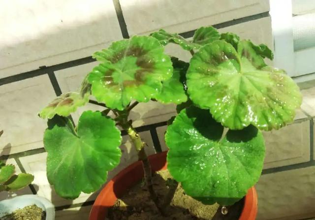  植物@好养还容易爆花的植物，除了长寿花，还有天竺葵，哪个更美