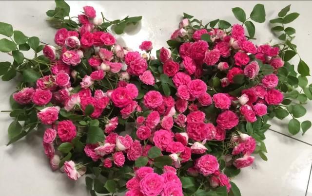  『丰花性好』狼家自育的表现到底如何，戳进来看看花友们的大实话
