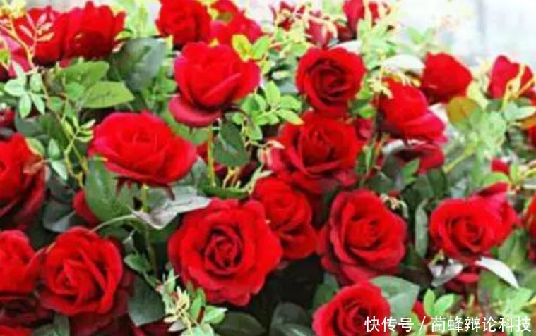  『适合』“3种花”很适合阳台养，花香四溢，开花旺，有种初恋的感觉！