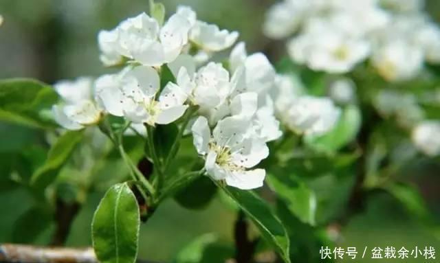 枯萎|避免室内花卉再枯萎和死亡,只要做到这五点!