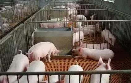 这个养猪人没花一分钱让猪场20年没臭过！他做了什么？