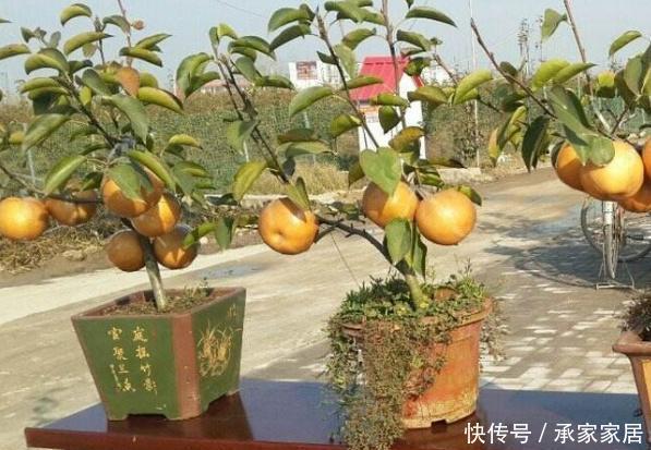 『梨树盆景』果林“白捡”1根梨树桩,养上3年大变样,开花美、坐果多,真是值