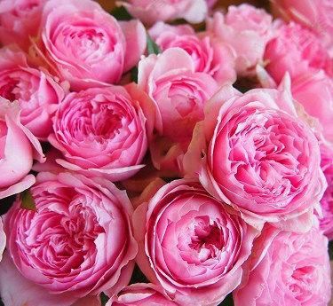  发现@无意间发现的花苗！花开时招蜂引蝶，阳台瞬间成小花园