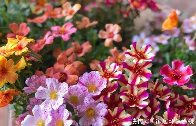 #品种#太阳花竟也有这么多品种,开成花海,也能成为惊世美景