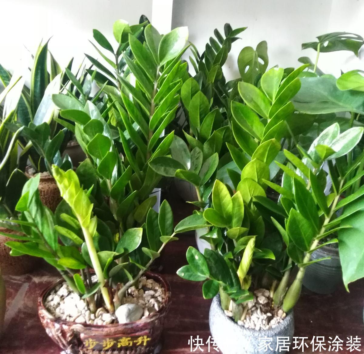 「种花」9种花,不能多浇水,水一多就烂根