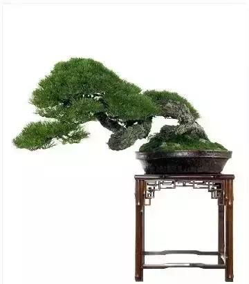 盆景展 ,美美美 !