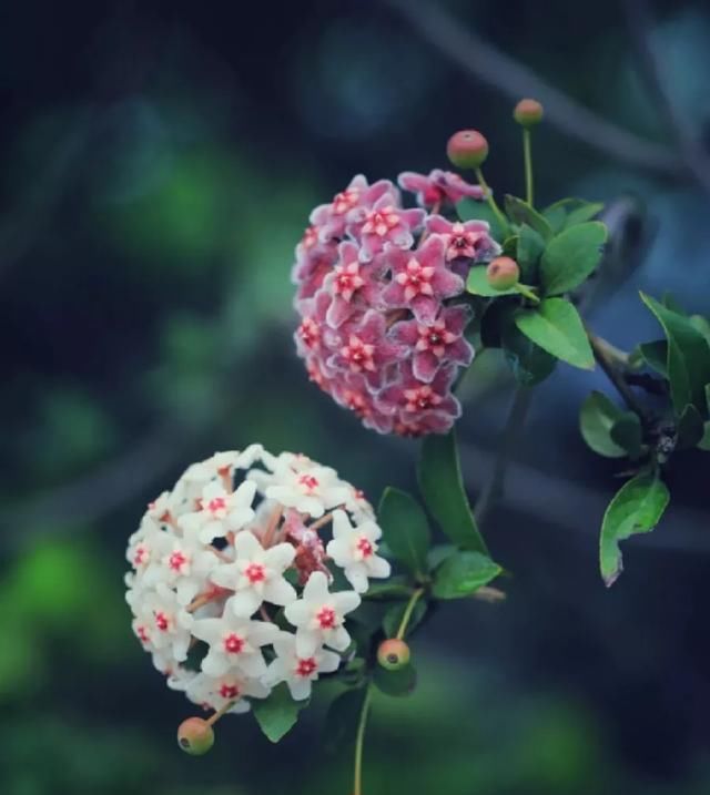  『花期』有院子,一定要养这“7种花”,花量大,花期长,好养又漂亮