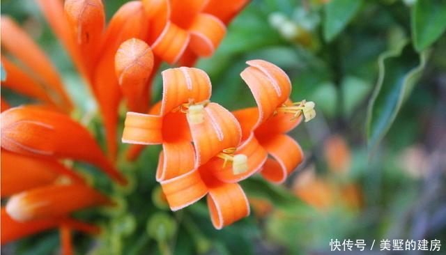  耐热■现在养花就养此3种，耐热耐晒更耐旱，现在养一盆，夏天就能赏花