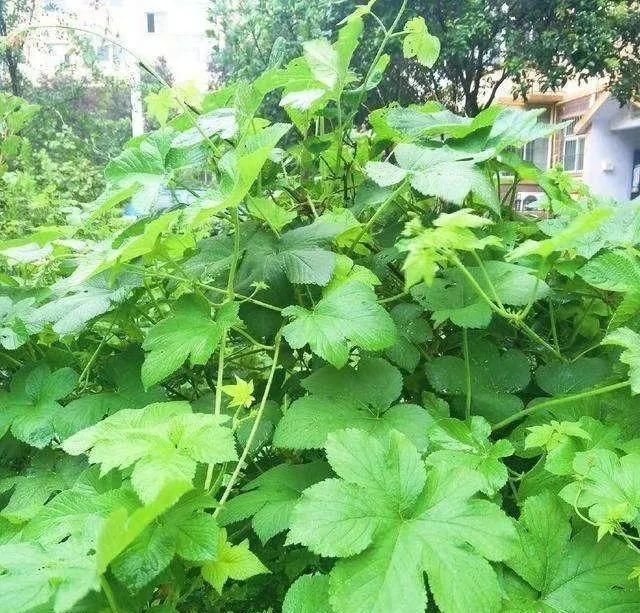  [黄花酢浆草]花盆里长出蘑菇，马上拔干净，否则就是大祸害！