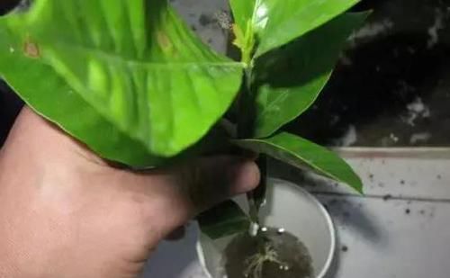  水里■绿化带里剪根枝，丢水里7天就生根，1个大花盆还装不下！