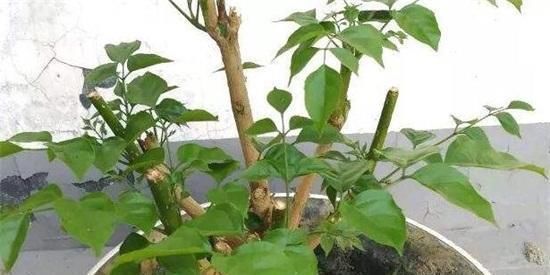  [寓意]客厅养一棵幸福树，寓意好，通风、光照、浇水做好，嫩叶呼呼长！