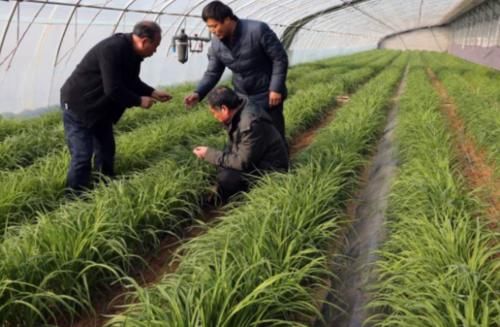  【懒人】农村1种“懒人菜”，只吃花不吃叶，种1次可采收多年，