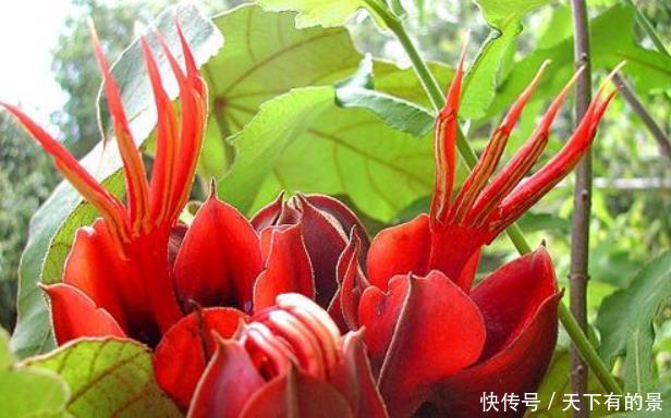  『红色』这三种花的虽然名字吓人，但花一开，各个都是小可爱，你见过哪种