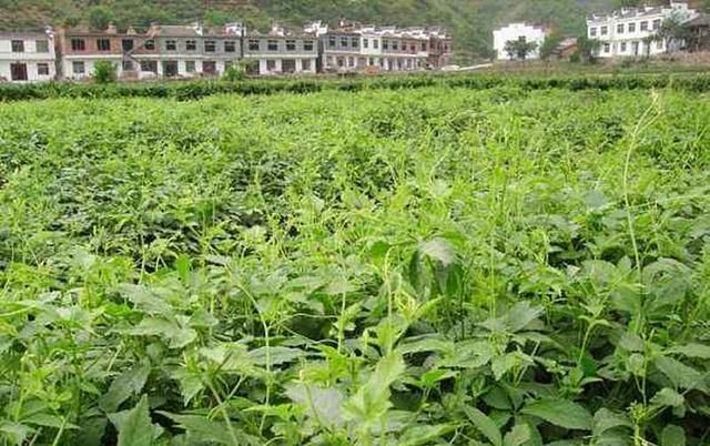  害草|常被当成害草除掉，却有人大量种植，农民数叶子论价