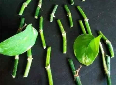  保鲜膜■喜欢绿萝不用买，谁家有去掐点枝条，扦插在花盆里，一个月长爆盆
