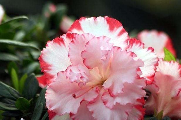  『富贵花』阳台养3种“富贵花”，花儿艳、叶片绿，2月不管，照样成“花海”