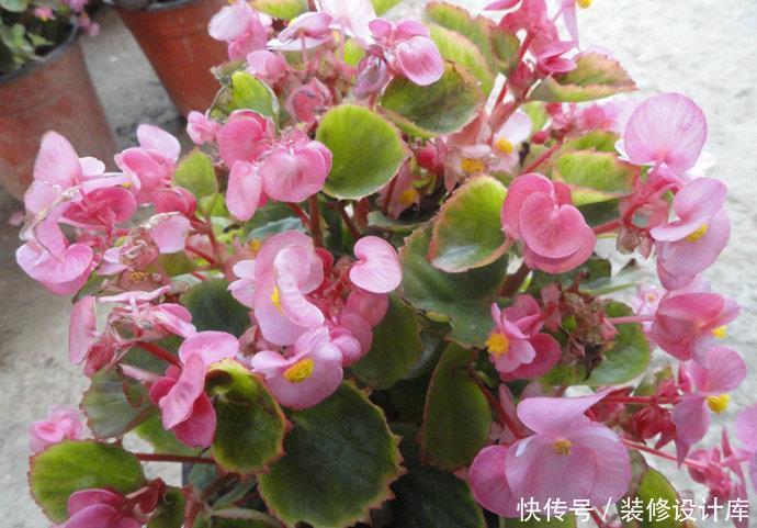 『生长习性』此1种花,花期超长,能开9个月,养一盆天天有花看
