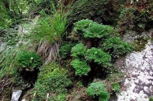  『药用价值』长在山坡峭壁，若见到请珍惜，是盆景也是药材，如今价值高