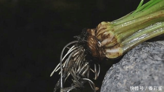  【采挖】这种像韭菜的野草不要随意采挖，是国家一级保护植物，
