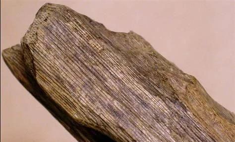  【沉香木】1克卖1万元？深山特有的树木，农民不种植，专家:农民