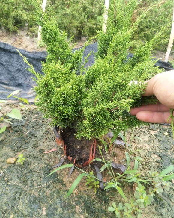  【建议】家里不能养的花，这3类绿植，白送都不要，危害巨大不建议养