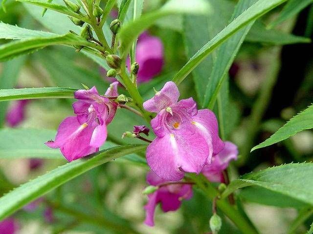  #喜欢#颜色丰富开花可爱，凤仙花的作用可真不少！小姑娘都很喜欢！