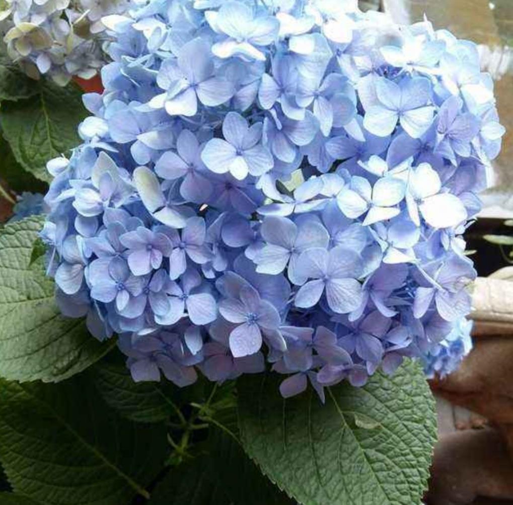 用偏酸性:绣球可以改变花色,只要做好这几件事,开出梦幻般的花朵