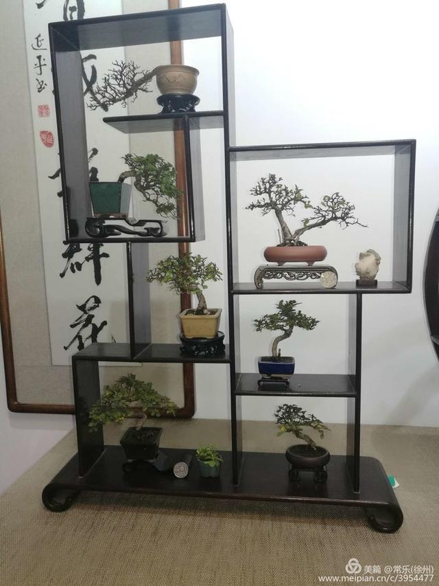  #盆协#徐州收藏家协会(盆景协会和铁路盆协)回龙窝微型盆景