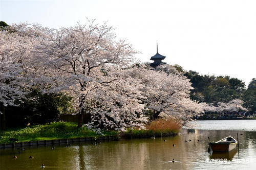 2019年樱花前线来袭！快来看最新樱花季预测！